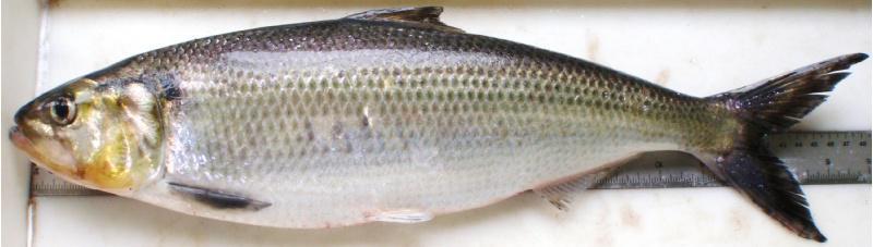 David José Nachón estuda por vez primeira a dinámica e demografía das poboacións de sabella en Galicia