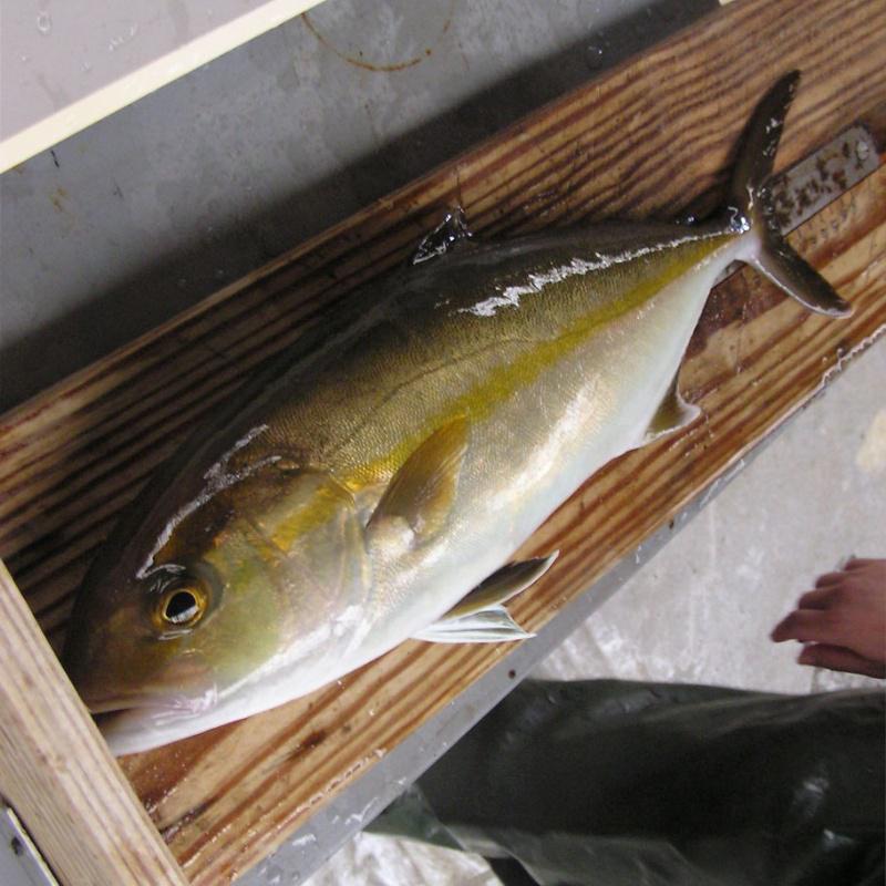 Un equipo da USC participa no Plan Nacional SERIOLA para a diversificación da acuicultura en diferentes rexións españolas