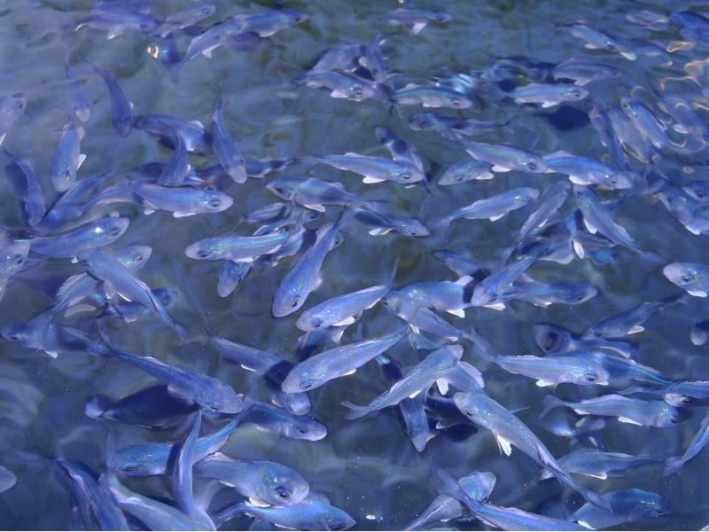 Un equipo da USC participa no Plan Nacional SERIOLA para a diversificación da acuicultura en diferentes rexións españolas