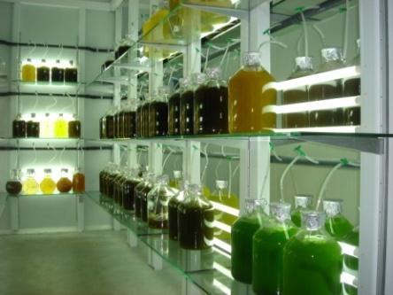 Un equipo do Instituto de Acuicultura establece un protocolo de cría que reduce á metade os tempos de produción de larvas de ostra plana europea