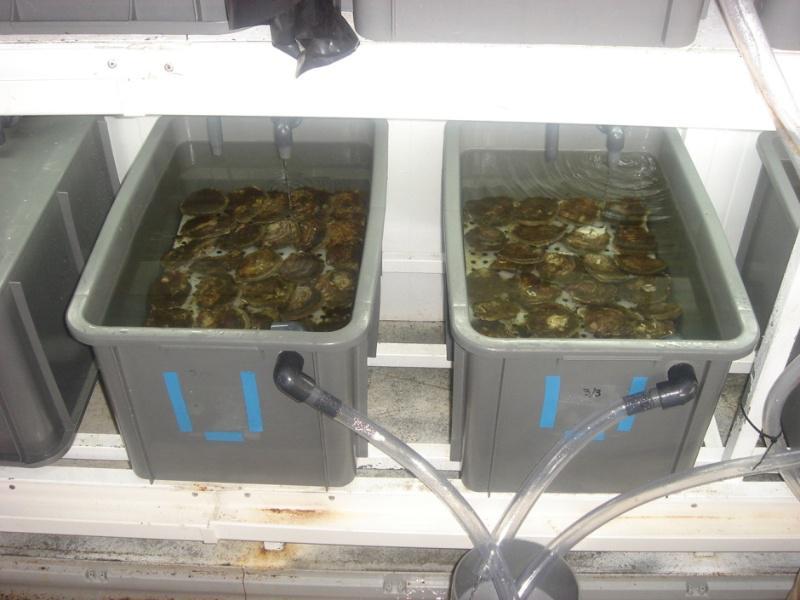 Un equipo do Instituto de Acuicultura establece un protocolo de cría que reduce á metade os tempos de produción de larvas de ostra plana europea