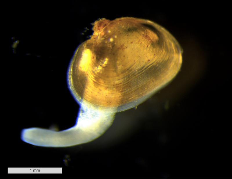 Larga vida ao mexillón de río