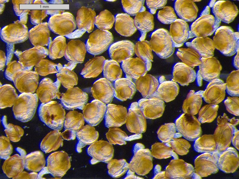 Larga vida ao mexillón de río