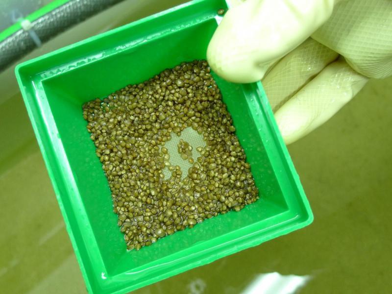 Larga vida ao mexillón de río