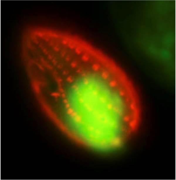 O grupo Paraquasil investiga novas ferramentas na diagnose, prevención e control de parasitos en piscifactorias