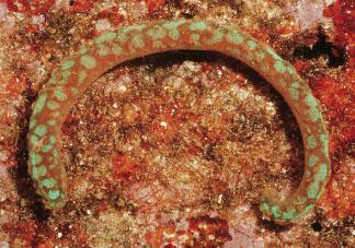 Unha investigadora da USC describe por vez primeira doce novas especies de moluscos de augas abisais