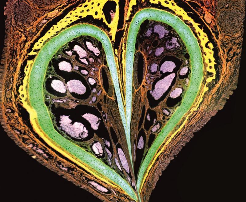 Arte para facer visible a ciencia