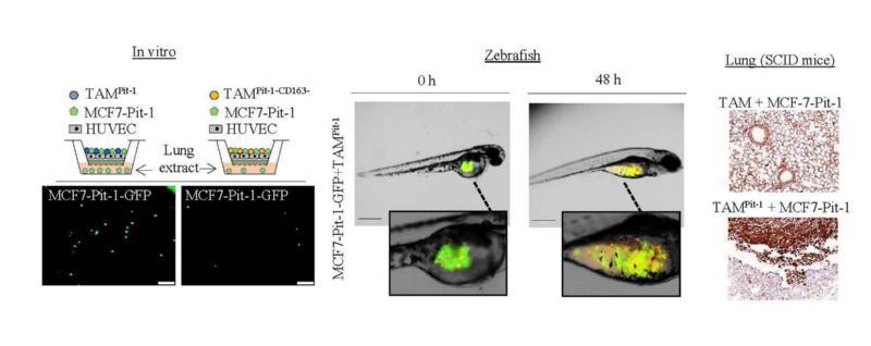 Describen un novo mecanismo que facilita a metástase no cancro de mama