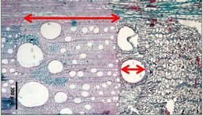 A EPS de Enxeñaría da USC impulsa a creación da maior rede de observación de formación de madeira en carballos de Galicia