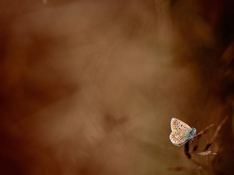 O II Concurso de Fotografía da Natureza xa ten gañadores