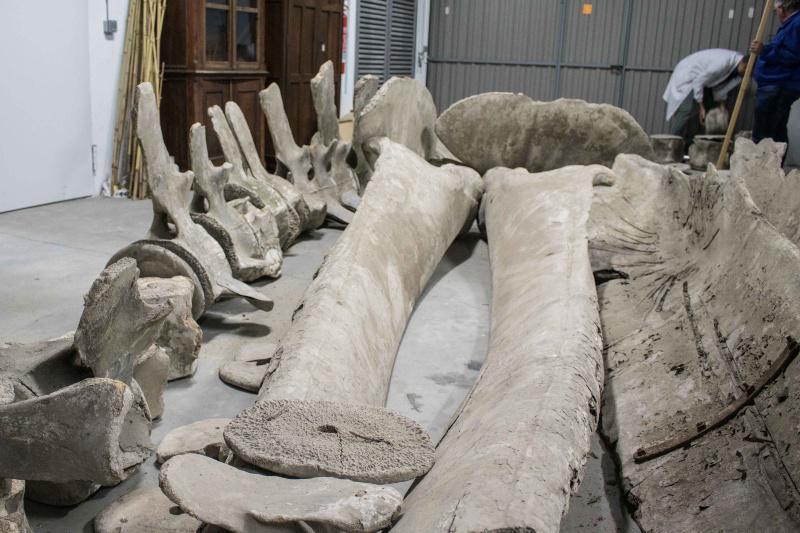 O Museo de Historia Natural da USC recupera o esqueleto dunha balea azul, unha extraordinaria peza do seu antigo patrimonio científico