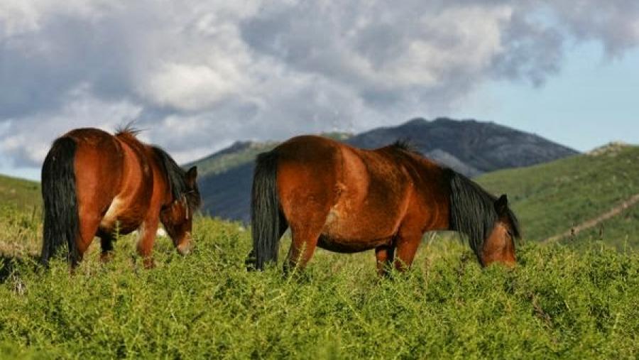 Investigadores del Campus Terra concluyen que Felipe II barajó establecer un criadeiro de caballos en la antigua provincia de Mondoñedo