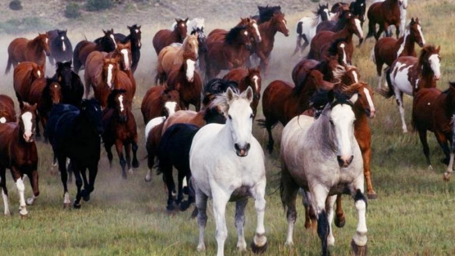 La spin-off del Campus Terra de la USC 3edata desarrolla un proyecto para valorizar el sistema tradicional de caballos bravos en el monte de Sabucedo