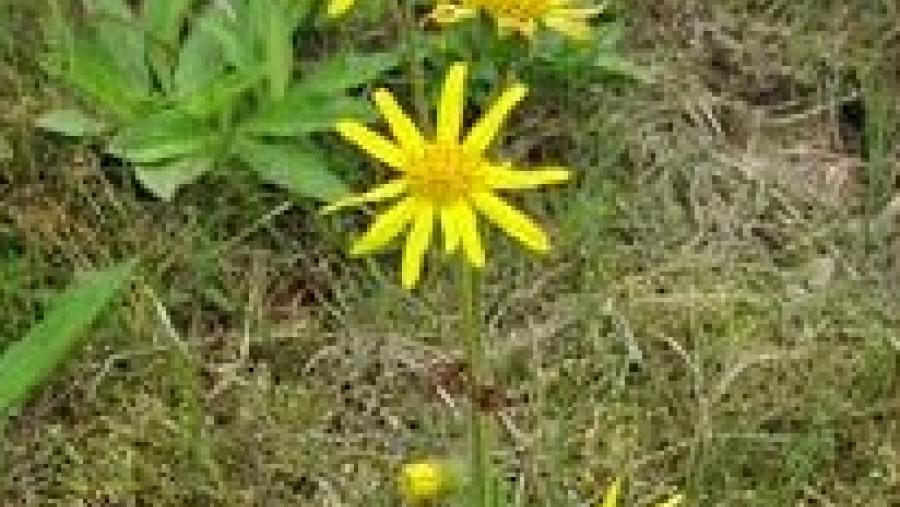 USC y Diputación impulsan el aprovechamiento sostenible y la valorización del Árnica Montana en las Reservas de la Biosfera de Lugo