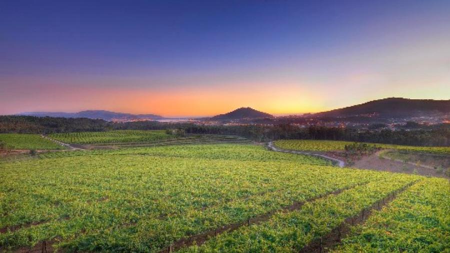 El grupo Proepla del Campus Terra de la USC guía un vuelo de dron sobre 57 hectáreas de viñedo de la Adega Lagar de Cervera