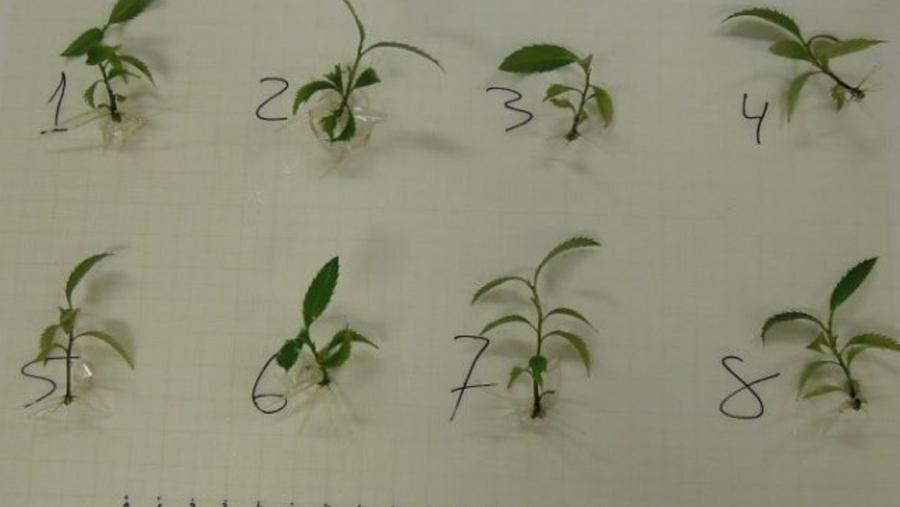 Experimento desenvolvido co kit Vitroplant