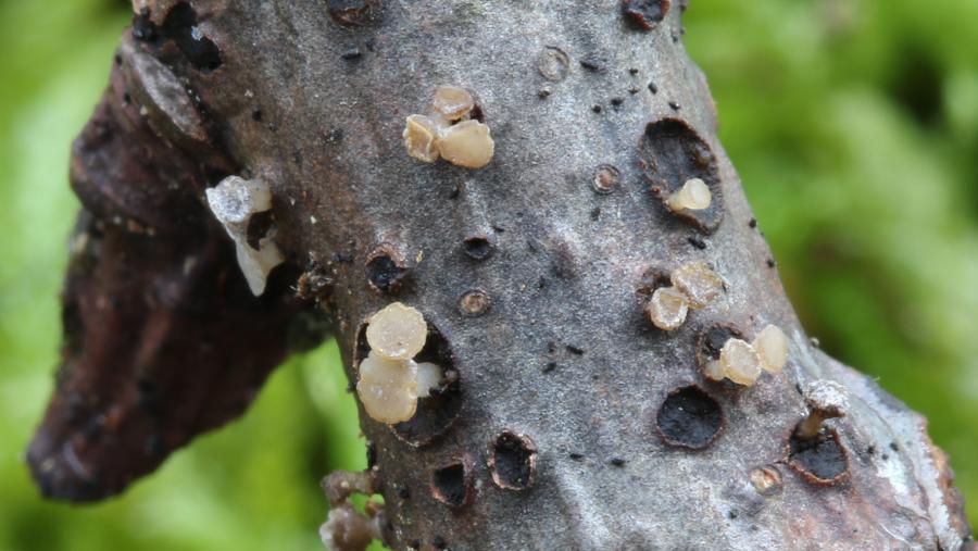 Calycina cortegadensis. Fonte: Saúl de la Peña/ Ambiosol