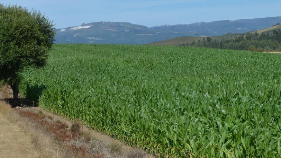 Imaxe dunha paisaxe agroforestal de Galicia