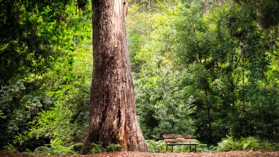 O Avó, tal e como se coñece o eucalipto de Chavín (Viveiro) máis alto de Europa, é unha das árbores danadas, segundo Bernárdez Villegas