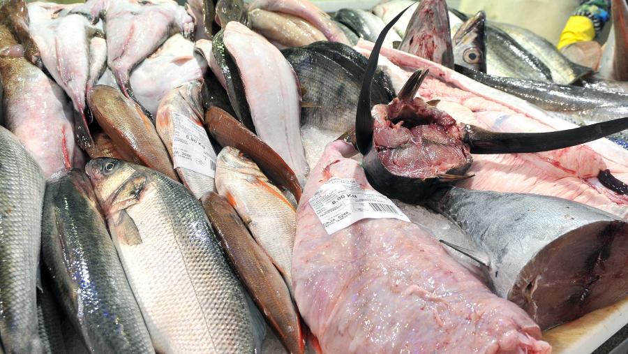 O peixe atópase entre os protagonistas da dieta atlántica. Foto Santi Alvite