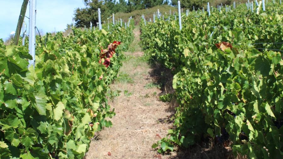 Viña experimental de que dispón a USC no concello lugués de Portomarín