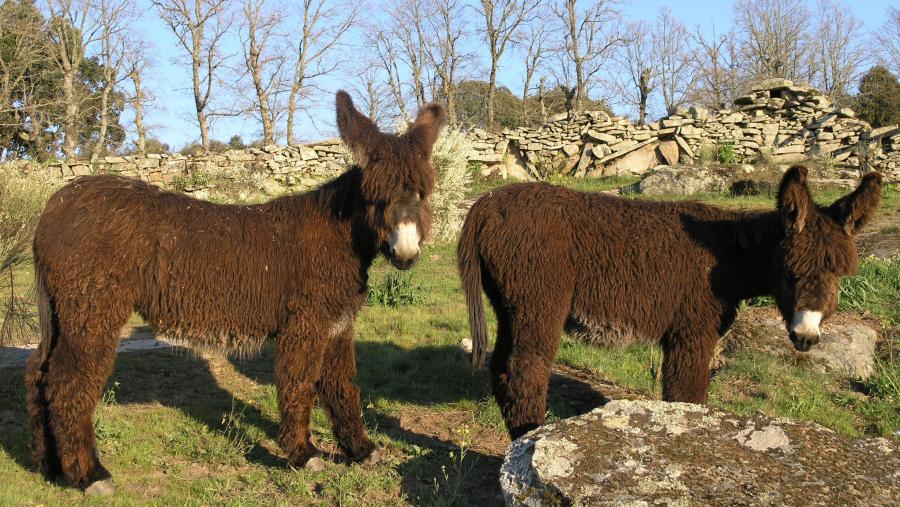 Exemplares da Raza Asnal Zamorano-Leonesa