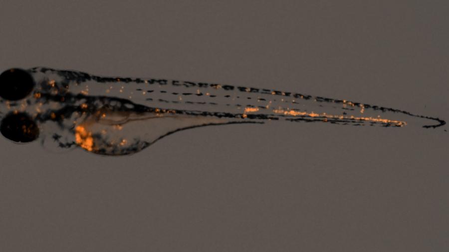 Imaxe dun exemplar de peixe cebra transplantado con células nai de cancro de páncreas marcadas con un flurocromo 