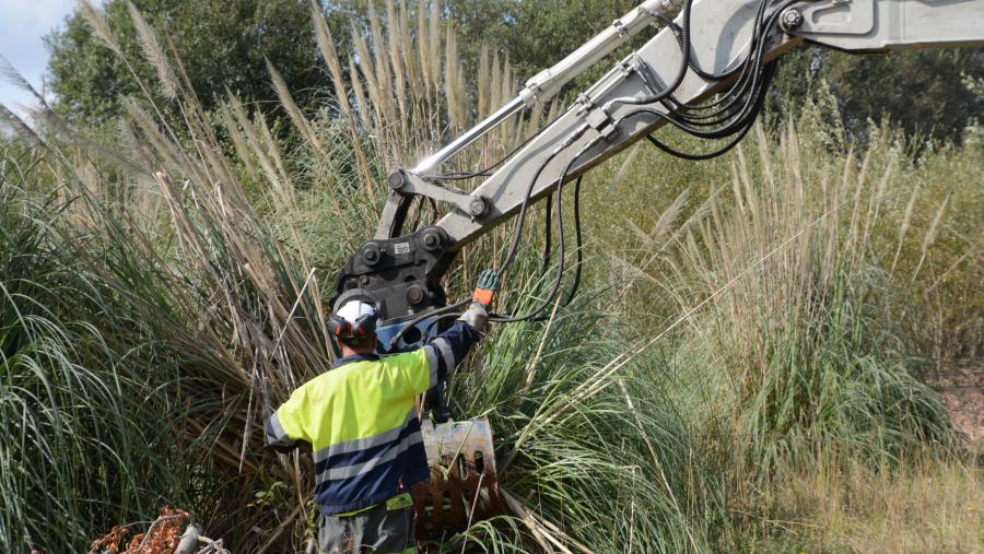 Traballos de retirada de plumacho da pampa (Cortaderia selloana) no corredor fluvioestuarino da Ría de Betanzos 