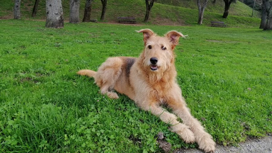 Unha mascota canina no parque Rosalía de Castro de Lugo. Foto: J.B.