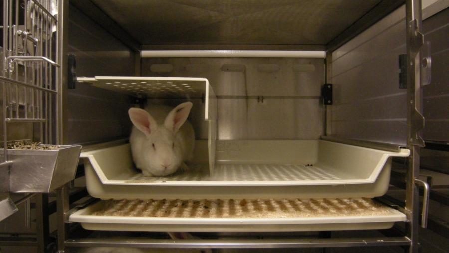 Un coello, nas instalacións do animalario da Facultade de Veterinaria