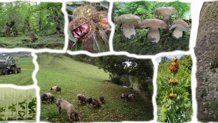 Imaxes de prácticas agrogandeiras, alimentairas e forestais biointensivas