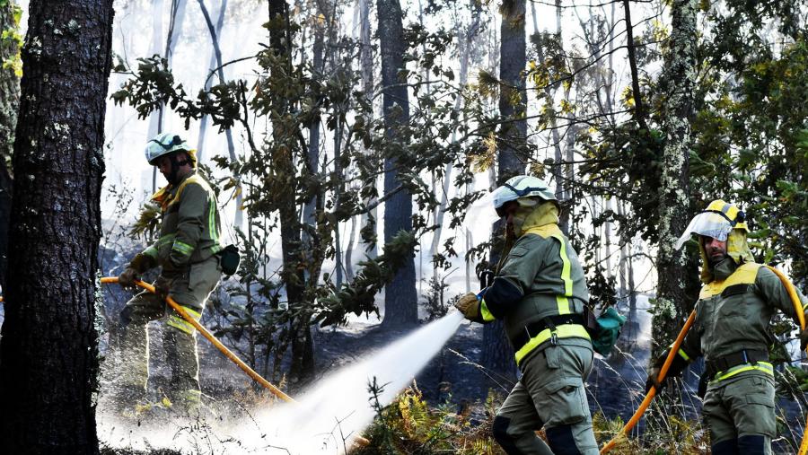A principal conclusión do traballo publicado en Science é que o réxime de incendios debe ser tido en conta á hora de planificar a conservación da biodiversidade. FOTO: Santi Alvite