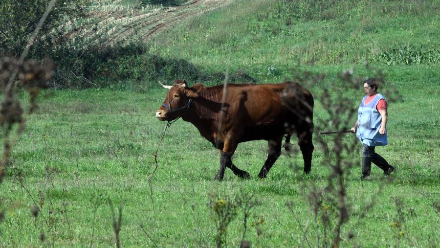 Este galardón, que alcanza xa as 21 edicións, busca recoñecer a importancia do sector agrícola e gandeiro como motor económico. Foto: Santi Alvite