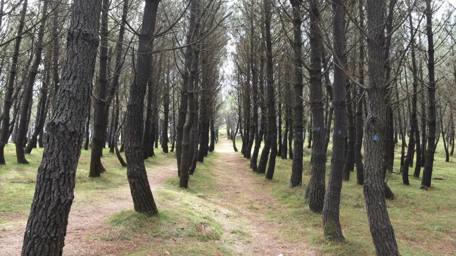 O pino é unhas das especies ás que se poderían aplicar os modelos de rendemento preditivo e estimacións directas