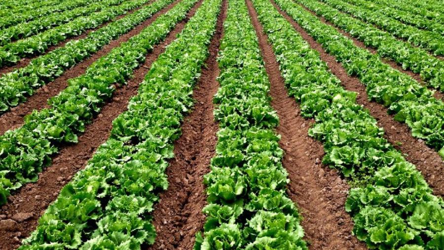 Plantación agroecolóxica