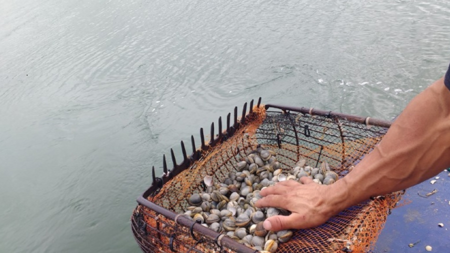 Un home manipula uns berberechos. Foto: Acuigen