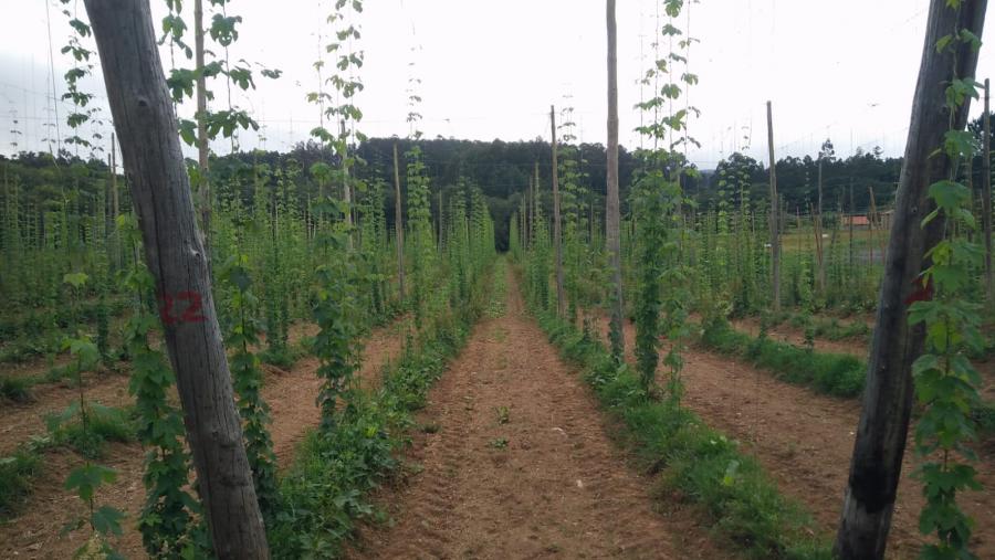Plantación de lúpulo nunha parcela de Lalín