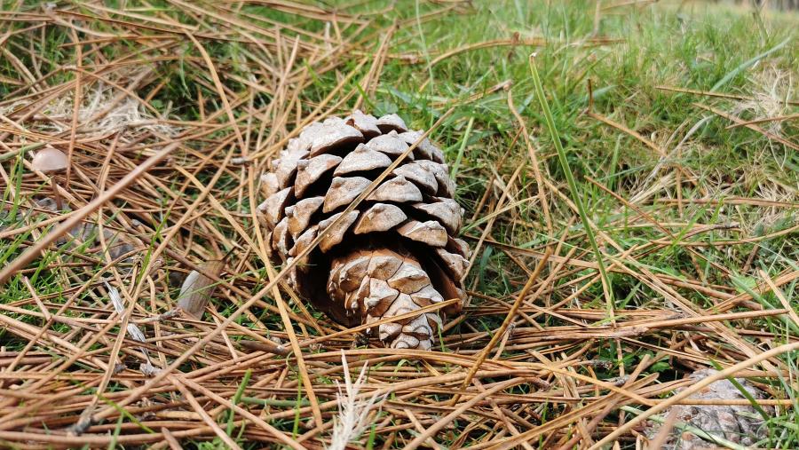 A nivel mundial, deberíase dar prioridade, tal e como apuntan os investigadores, ás zonas que foron sometidas a unha presión de deforestación máis elevada durante as últimas décadas. FOTO: Santi Alvite