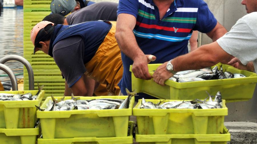 Descarga en lonxa. Foto: Santi Alvite
