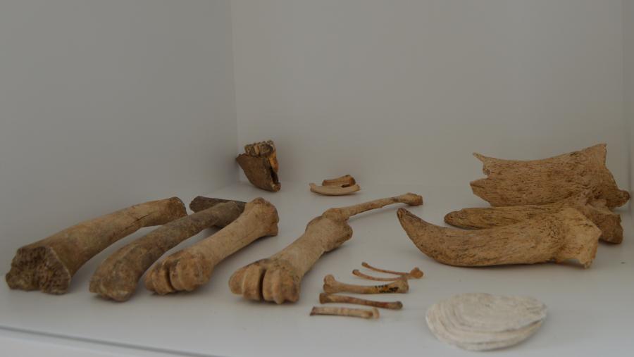 Restos ósos do ritual do 'banquete mitraico' celebrados no templo de Mitra, en Lugo