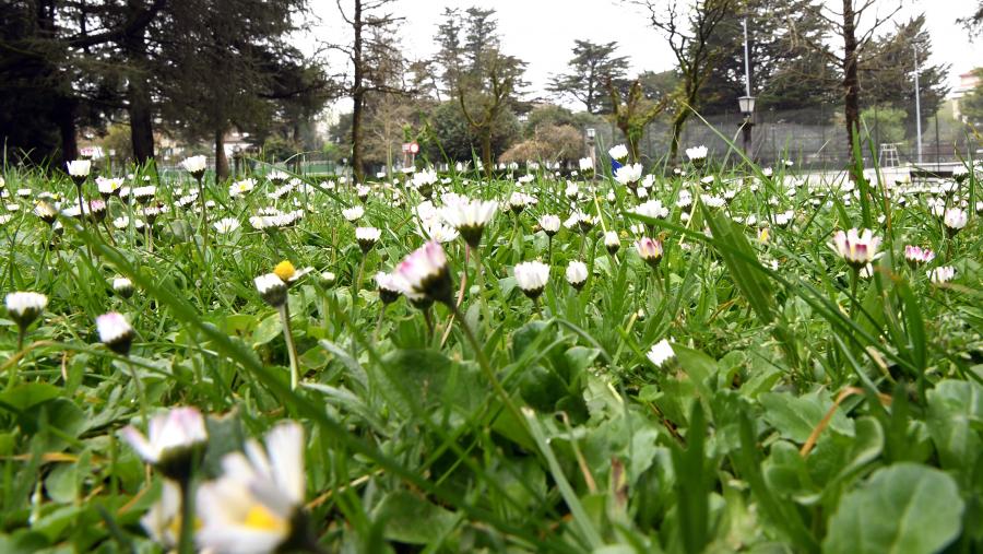 A evolución non ocorre nun baleiro ecolóxico, senón en contextos ecolóxicos e o obxecto de estudo en Ecoloxía, a diversidade en diferentes niveis, é a consecuencia da evolución. FOTO: Santi Alvite
