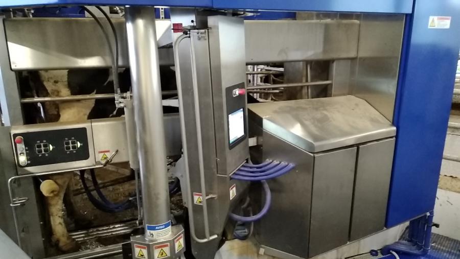 Unha vaca no robot de muxido da granxa experimental do Campus Terra