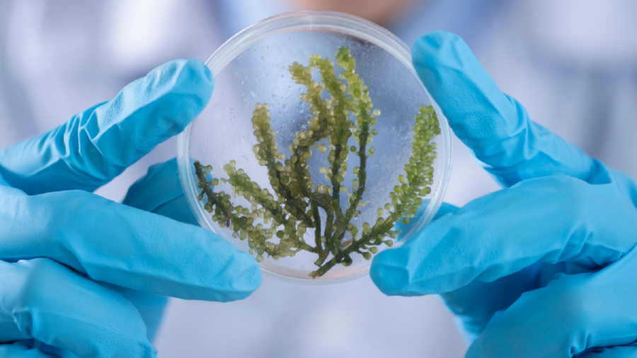 Cartaz promocional de XuvenCiencia