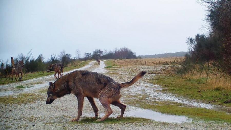 Un grupo de lobos na entulleira da mina das Pontes. Foto: David Martínez