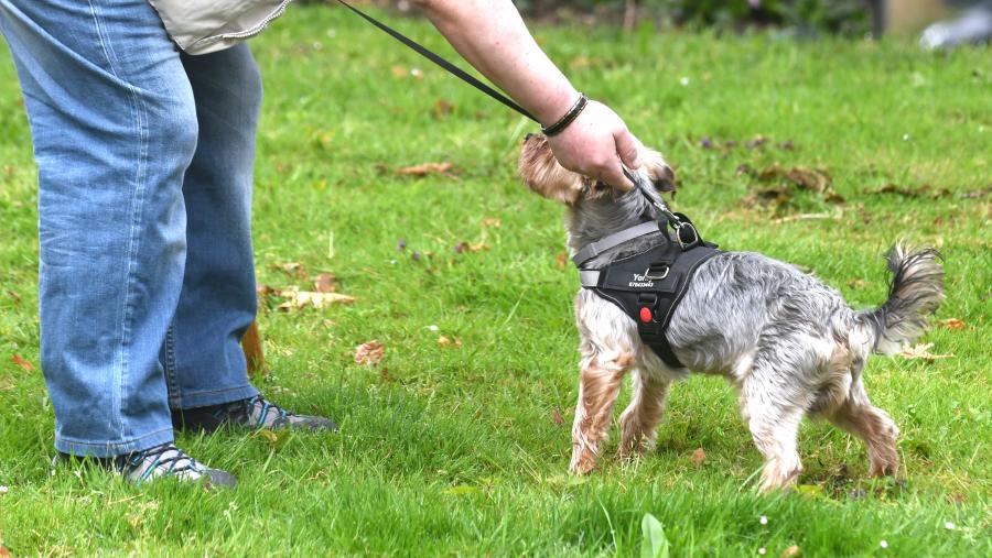 As análises estatísticas realizadas ao abeiro desta liña de traballo puxeron de manifesto como os animais con patoloxías hepáticas, renais e inflamatorias-infecciosas tiñan variacións significativas dos principais elementos traza (Cu, Se, Zn e Mo) no sangue. FOTO: Santi Alvite