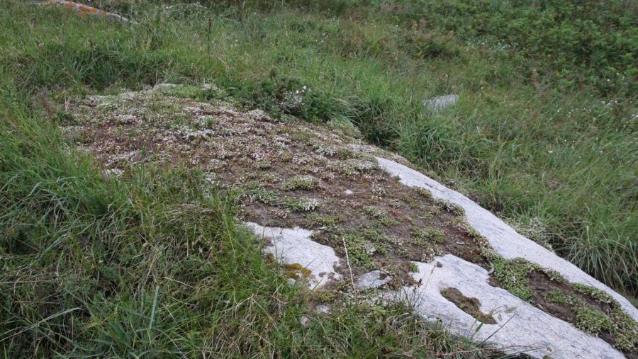 Imaxe de solo incipiente