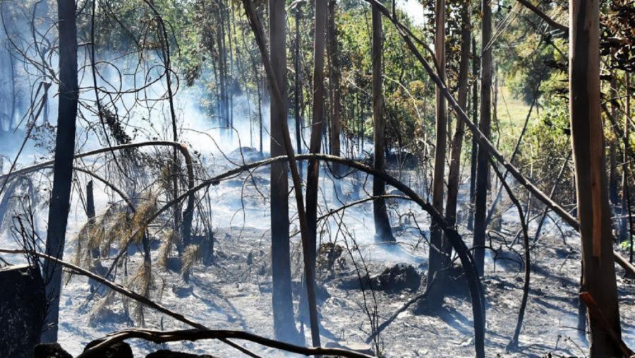 Superficie forestal asolada polas lapas.  Foto: Santi Alvite