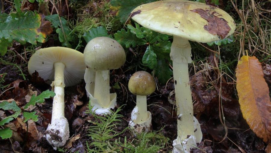 Cogomelos nun bosque lugués