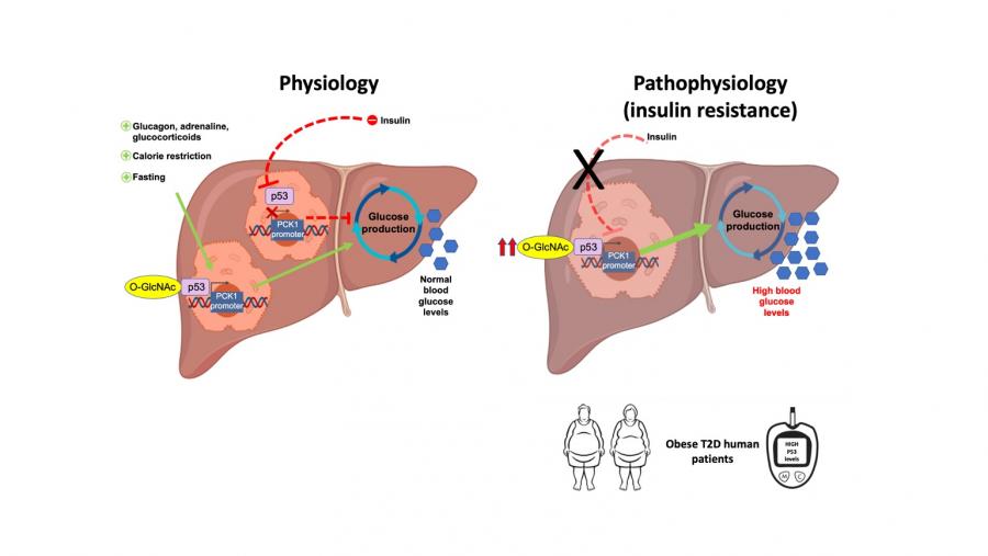 Neste estudo que acaba de ver a luz, descríbese como  p53 é un factor de transcrición fundamental para promover a produción  hepática de glicosa durante o xaxún