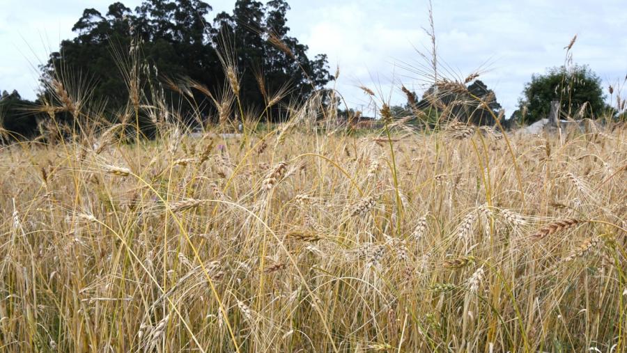 Campo de trigo. Foto: Santi Alvite